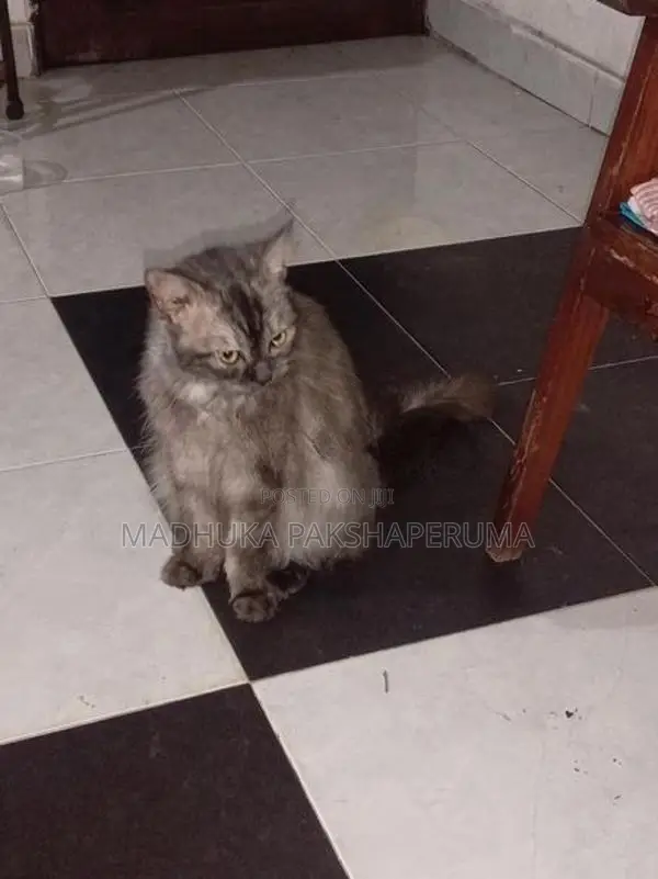 Persian Male Cat
