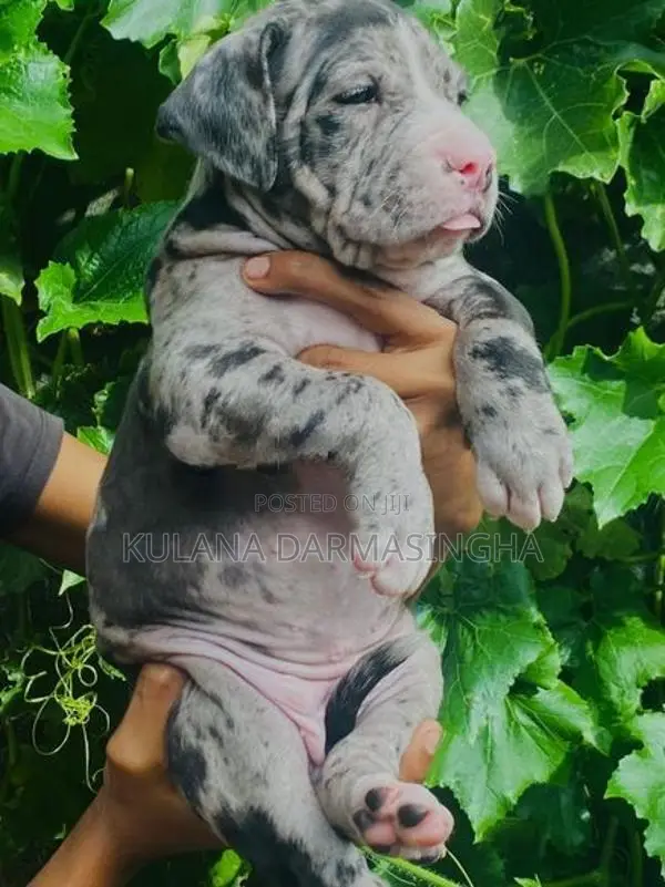 American Bully Puppies