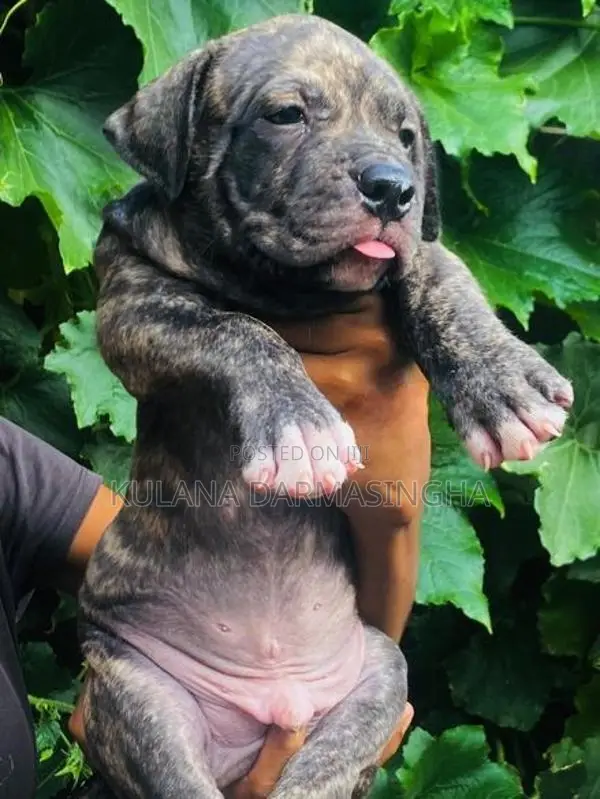 American Bully Puppies