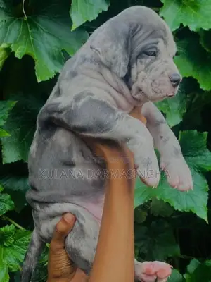 American Bully Puppies