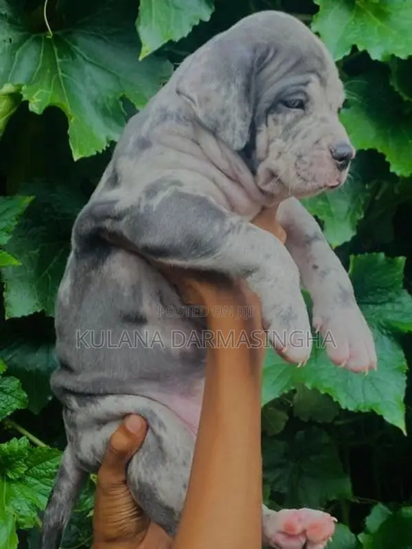 American Bully Puppies