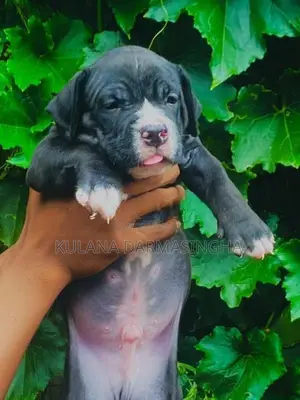 American Bully Puppies