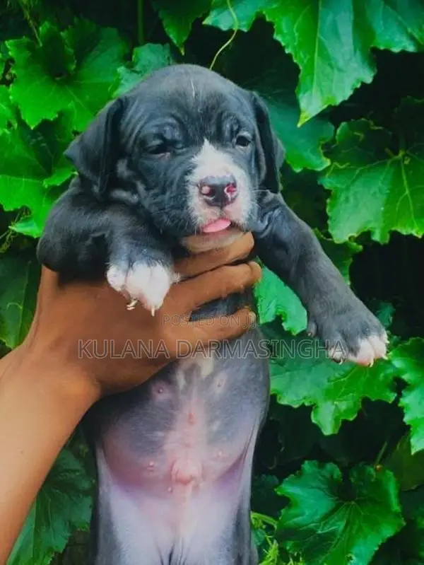 American Bully Puppies