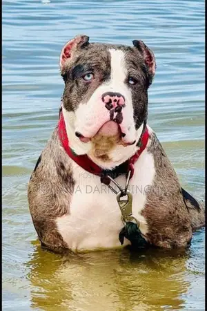 American Bully Puppies