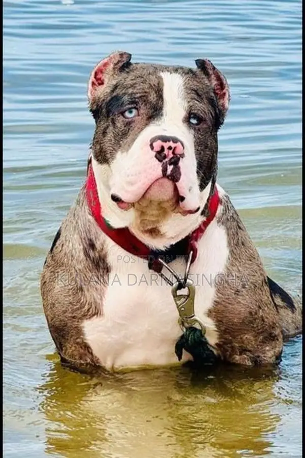 American Bully Puppies