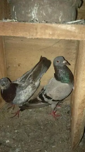 Pigeons