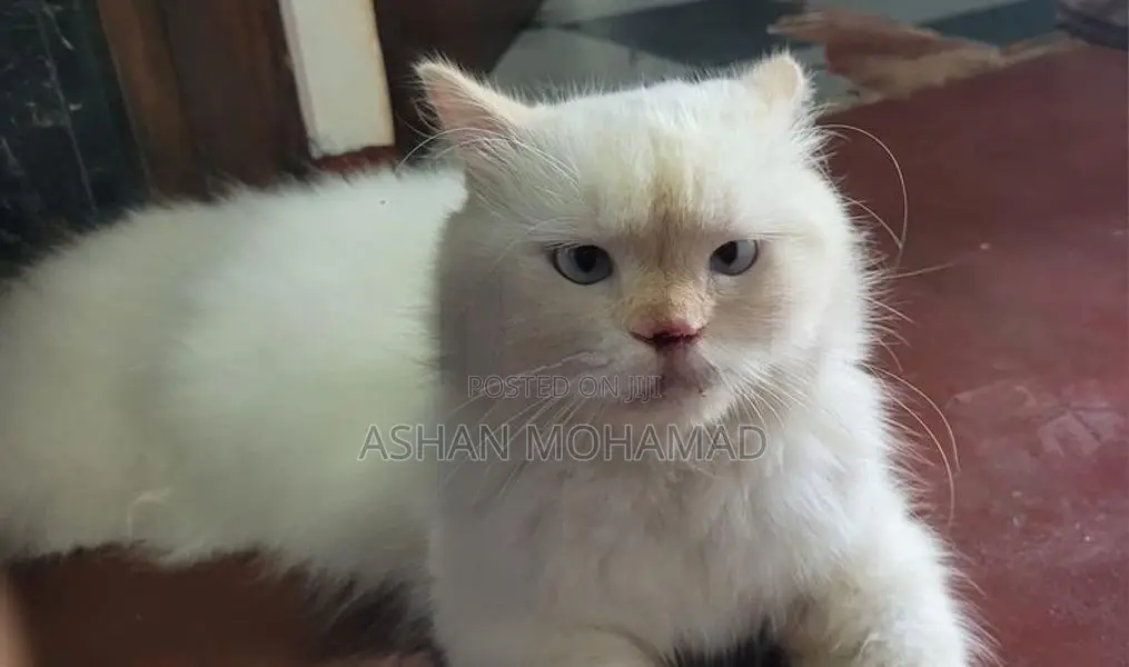 Himalayan Persian Cat