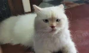 Himalayan Persian Cat