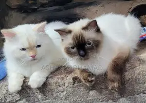 Himalayan Persian Cat