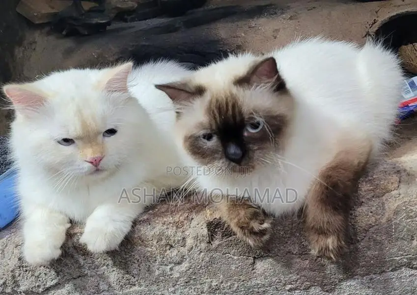Himalayan Persian Cat