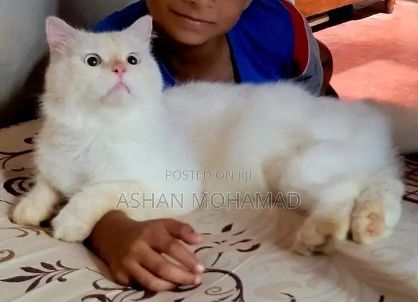 Himalayan Persian Cat