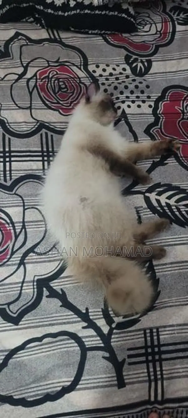 Himalayan Persian Cat