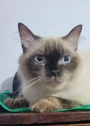 Himalayan Persian Cat