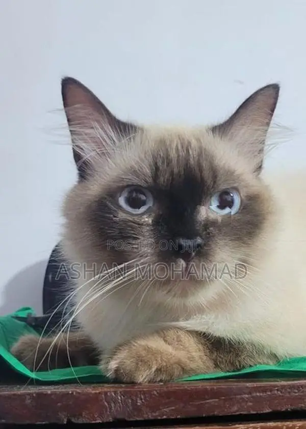 Himalayan Persian Cat
