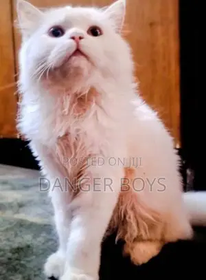 Persian Cat