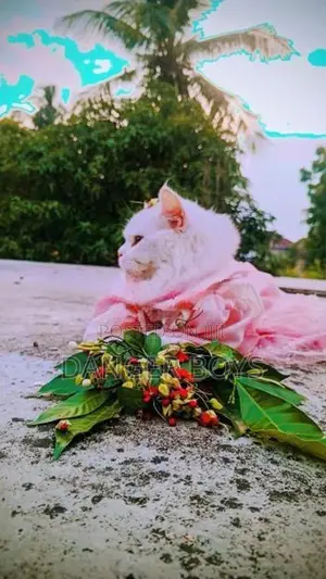 Persian Cat