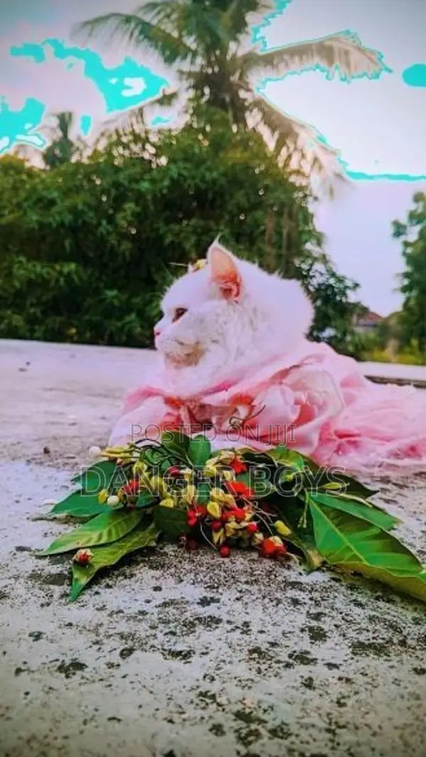 Persian Cat