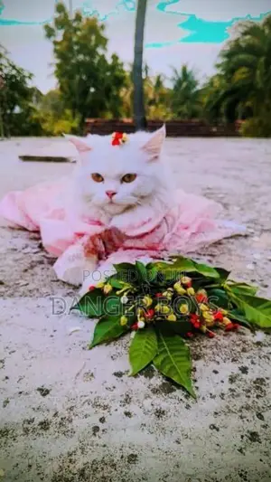 Persian Cat