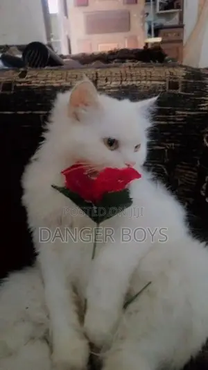 Persian Cat