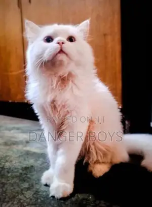 Persian Cat