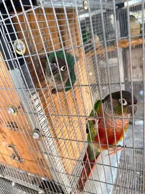 Pineapple Conure Males