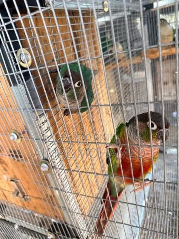 Pineapple Conure Males