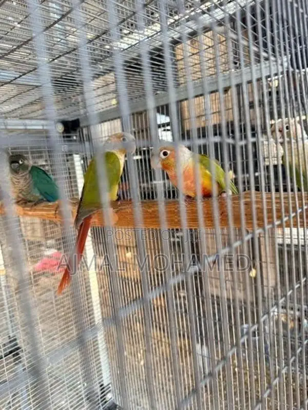 Pineapple Conure Males