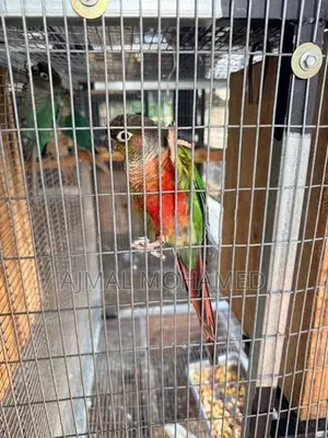 Pineapple Conure Males