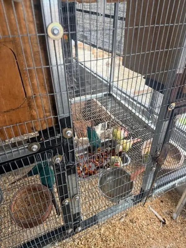 Pineapple Conure Males