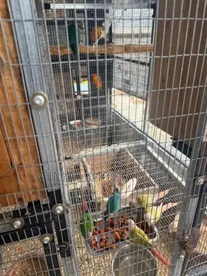 Pineapple Conure Males