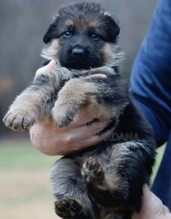 Lion shepard Puppies