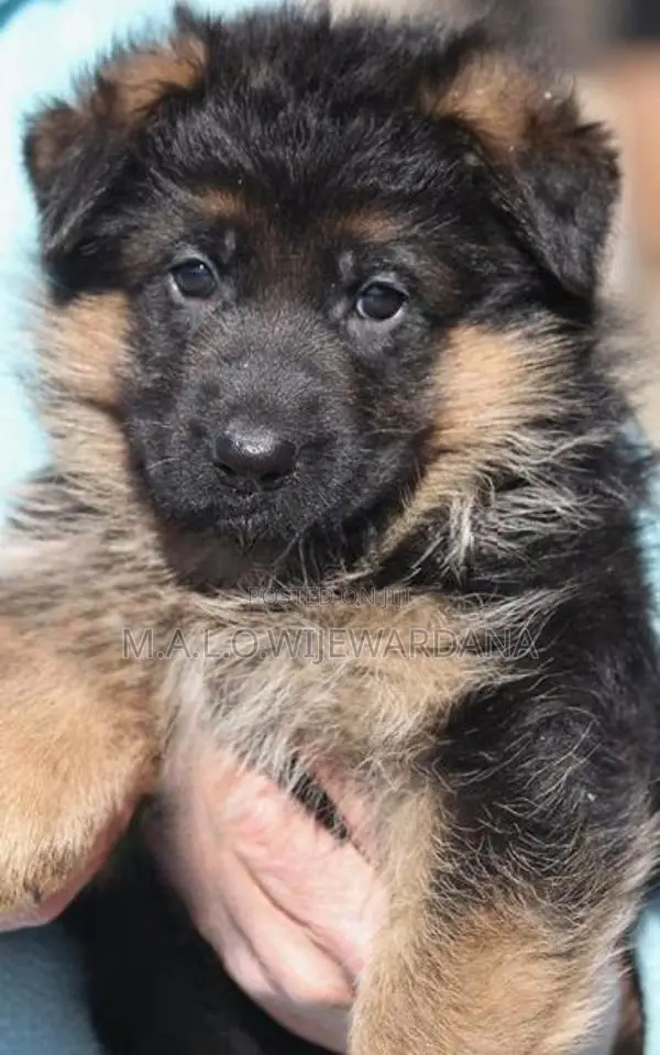 Lion shepard Puppies