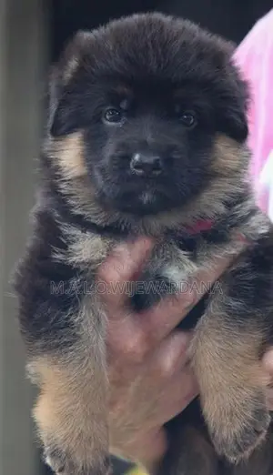 Lion shepard Puppies