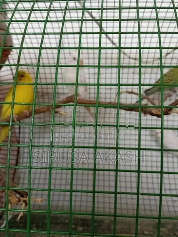 Love Birds