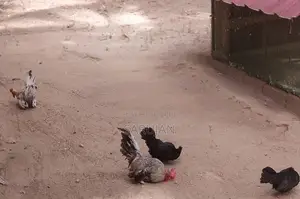 Bantam Koli