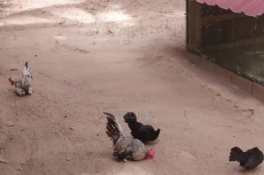 Bantam Koli