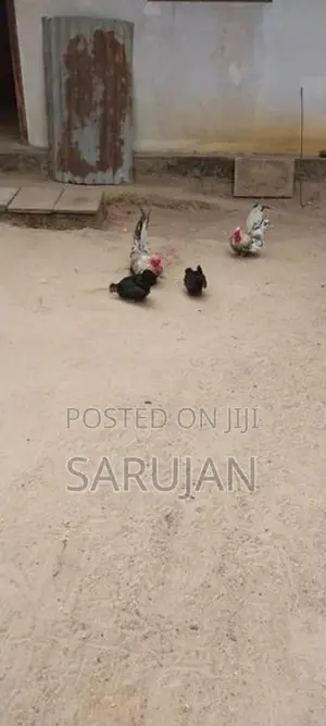 Bantam Koli
