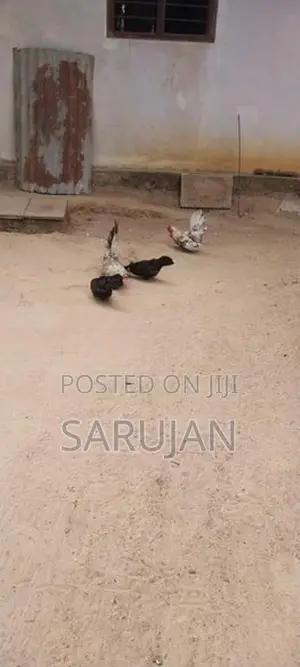 Bantam Koli