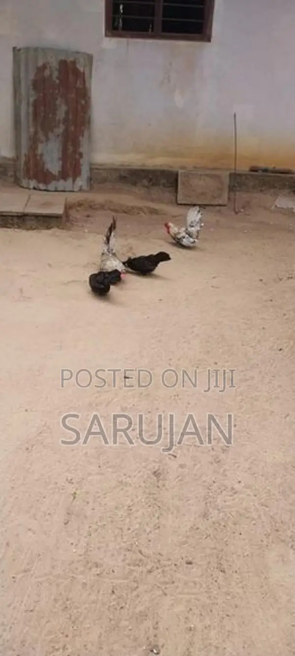 Bantam Koli
