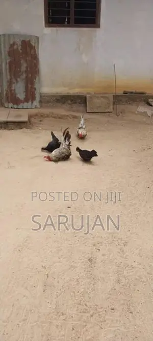 Bantam Koli