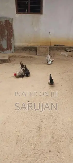 Bantam Koli