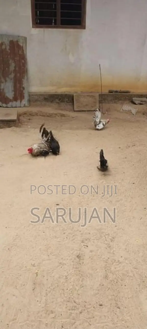 Bantam Koli