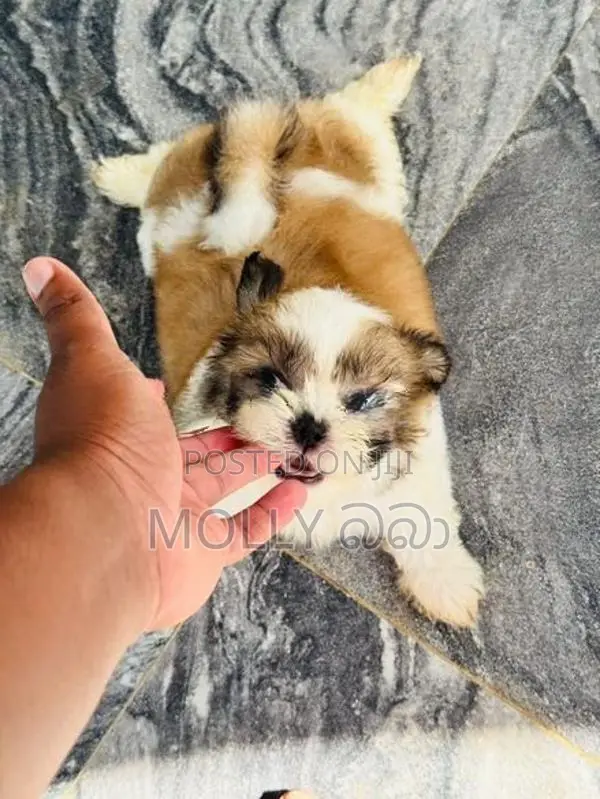 Shih Tzu Puppy