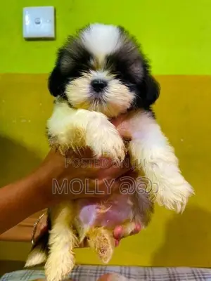 Shih Tzu Puppy