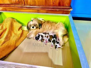 Shih Tzu Puppy