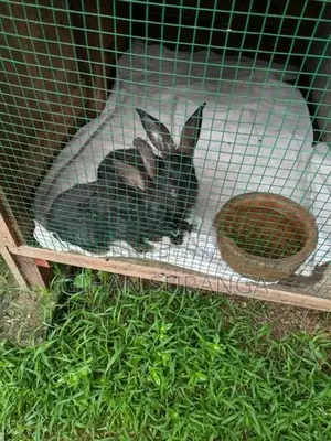 Rabbits