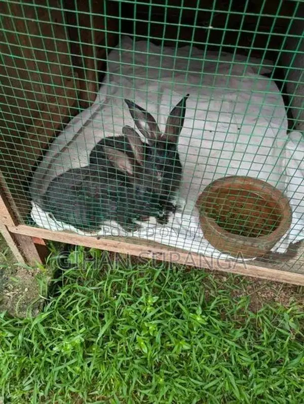 Rabbits