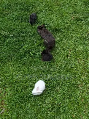 Rabbits