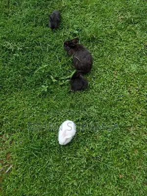 Rabbits