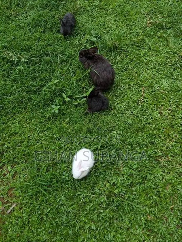 Rabbits